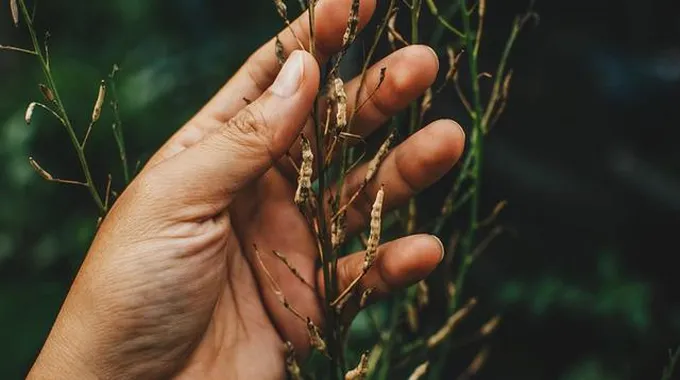 فوائد زراعة الأعشاب وأهمية حفظ البذور