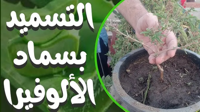 فوائد الألوة فيرا وكيفية استخدامها